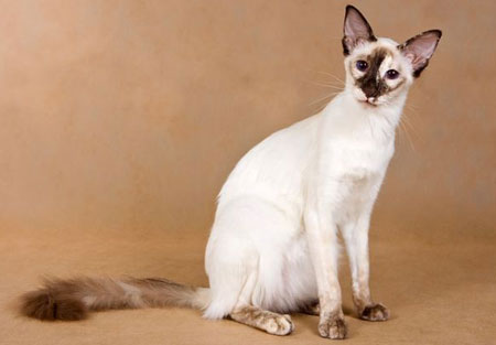 Балинез Ghislaine of Chrysanthe, CH TICA, питомник балийских кошек Dizigner