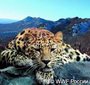 «Студенческий» леопард