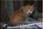 Эрмитажные коты нашли новых хозяев в рамках акции "Хочу домой"