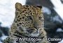 WWF помогает сохранить от огня места обитания тигра и леопарда 