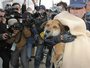 В Японии спасенного пса вернули хозяину
