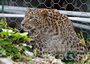Самки переднеазиатского леопарда адаптировались в условиях Сочи