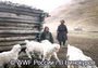 В Западной Туве сохраняется конфликт между снежным барсом и местными скотоводами