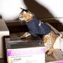 Первая в мире сторожевая кошка помогает распродавать игрушки к Рождеству