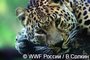 WWF и Фонд «Феникс» объединили усилия в борьбе с пожарами на Земле Леопарда 