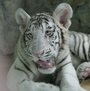 Белый тигренок из Екатеринбургского зоопарка будет выступать в цирке Запашных