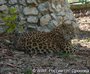 Международные эксперты посетили сочинских леопардов
