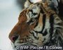 "Амурский тигр в третьем тысячелетии" - новый документальный фильм