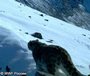 Фотоловушки WWF поймали снежного барса 