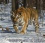 Заказник «Среднеуссурийский» должен стать гарантией сохранения лесов и амурского тигра
