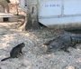 Главный кот на крокодиловой ферме