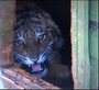 В Москве нашли ящик с бесхозным тигром