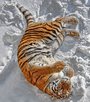 Малоснежной зимой обитатели Парка тигров получат искусственный снег