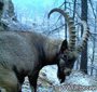 WWF продолжает учет снежного барса на Алтае с помощью фотоловушек