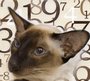 Кличка кошки по знаку Зодиака, основы нумерологии