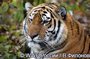 Владивосток станет местом встречи специалистов по тигру