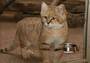 Барханные коты отправились в США из зоопарка Новосибирска