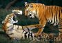 В крупнейшем тигрином заповеднике в Индии исчезли все тигры