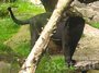 Черную пантеру, разгуливающую в бельгийских Арденнах, сняли на видео