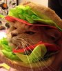 Кошки в хлебе - Breading Cats