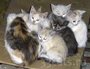 Бродячие кошки поселились в заброшенном доме в Блэкстоуне