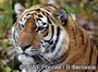 WWF требует провести проверки в частных зоопарках и цирках на соблюдение правил содержания животных