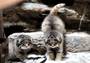 Детеныши кота манула показались посетителям Новосибирского зоопарка