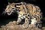 Зоологи обнаружили редкий вид леопарда на острове Борнео