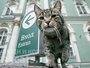 Коты – легендарные хранители музея Эрмитаж