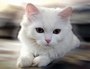 Кот из Омска 9 дней ожидал в больнице выздоровления хозяина