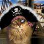 Кота отнесли в разряд медиа-пиратов