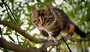 Как кота снимали с дерева вместе с хозяином