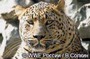 Генетики сообщили новые данные о популяции дальневосточного леопарда