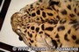 Приморье обнаружена шкура леопарда