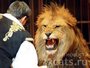 В Германии воры угнал фургон с цирковым львом