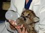 Массачусетский зоопарк стал новым домом для котенка пумы