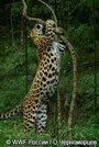 В Сочи построен первый «дом» для леопарда