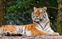 Российские ученые подсчитали амурских тигров и дальневосточных леопардов