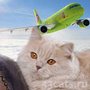 S7 упростила правила авиаперевозки животных