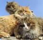Сибирские коты из Барнаула