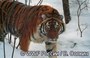 Мониторинг амурского тигра расскажет о состоянии популяции редкой кошки