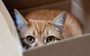 Ученые выяснили, почему коты любят коробки