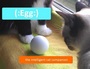 Умная кошачья игрушка Egg