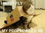 В британских самолетах появится видеоканал с кошками и собаками