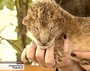 В мини-зоопарке Севастополя родился львенок