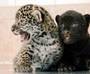 В зоопарке Санкт-Петербурга на свет появились двое детенышей ягуара