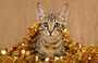 Красноярские ветеринары спасли кота, проглотившего праздничную мишуру