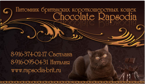 Британские короткошерстные котята - питомник Chocolate Rapsodia