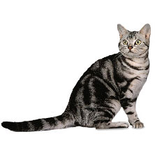 Американская короткошерстная порода кошек (American shorthair)