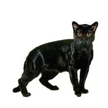 Кошки породы Бомбей (Bombay) - маленькие черные пантеры